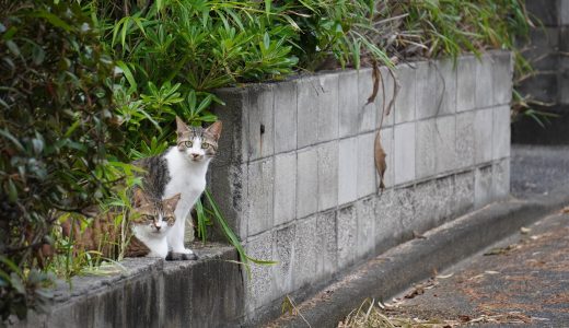 式根島の猫達